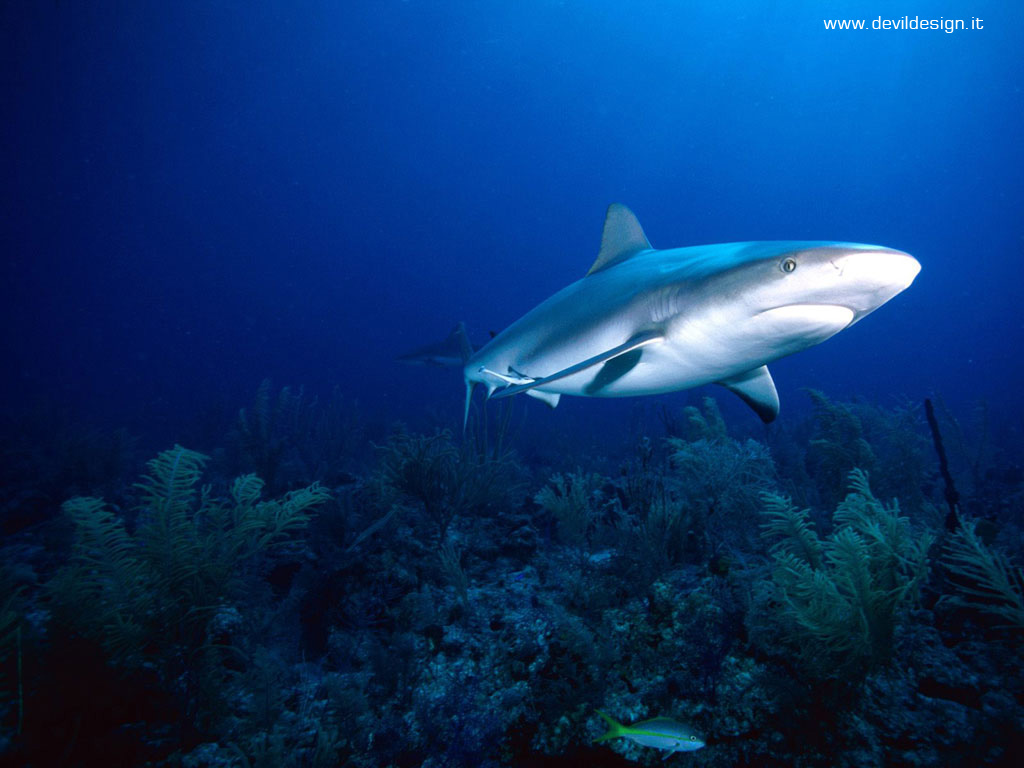 Underwater_Predator copia